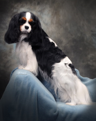 Ch. Winbury Virtuoso - Hampton