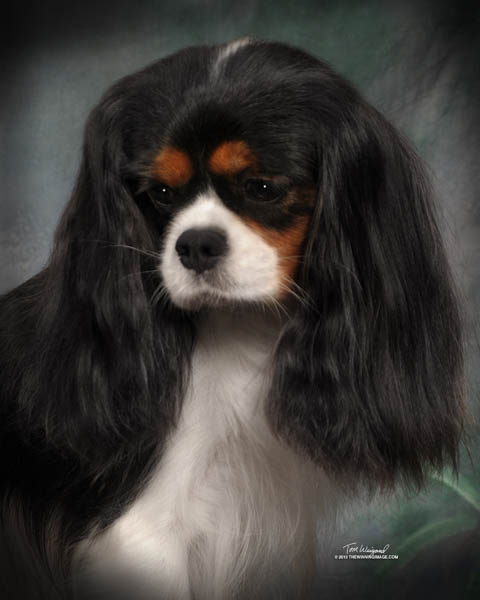 Ch. Hillwood Casio Exlilim