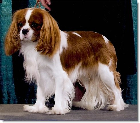 Hillwood Kodak Moment - Kodak 