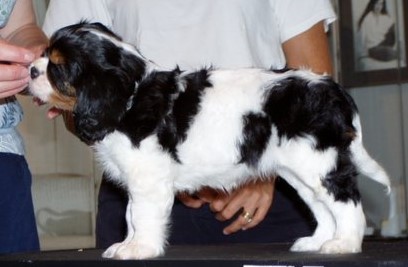 Ch. Hillwood Casio Exilim - Cassy