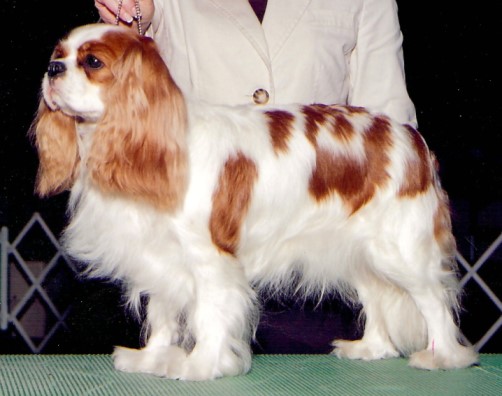 Ch. Winbury Hillwood Little Jewel - LJ