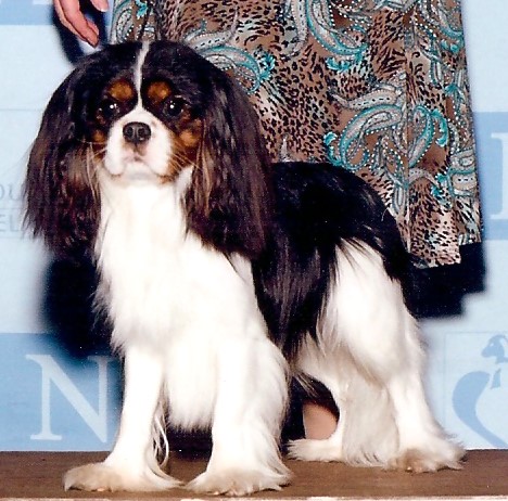 Ch. Hillwood Picture This - PT