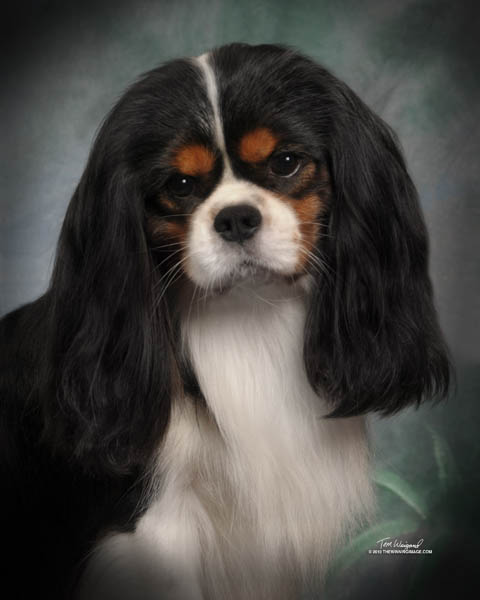 Ch Hillwood Picture This